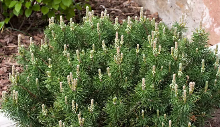 Mops Mugo Pine