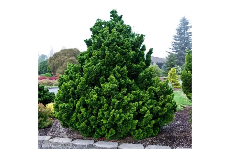 nana gracilis hinoki cypress