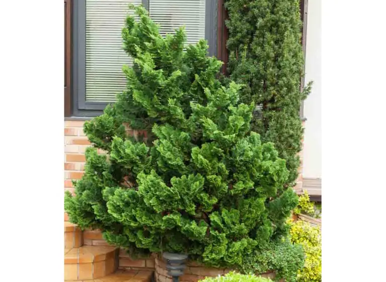 nana gracilis hinoki cypress