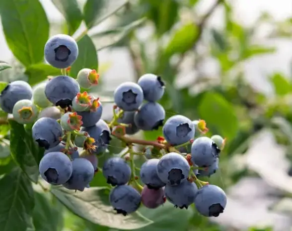 Northland Blueberry Plants