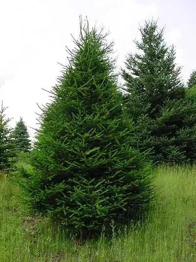 Norway Spruce