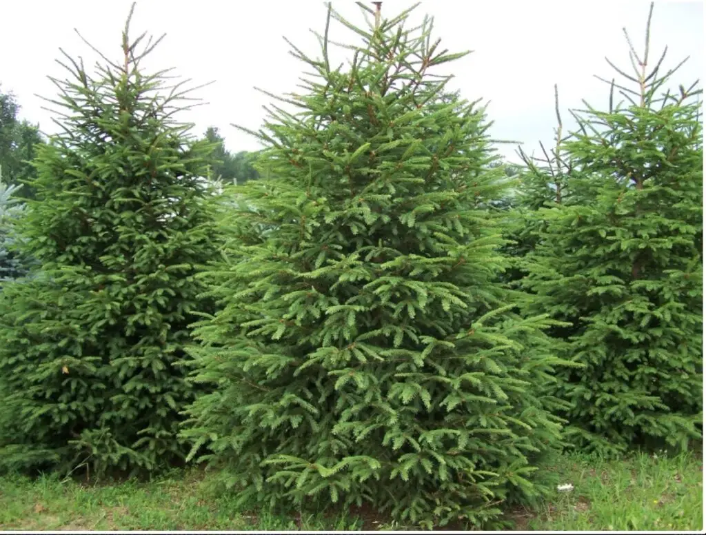 Norway Spruce