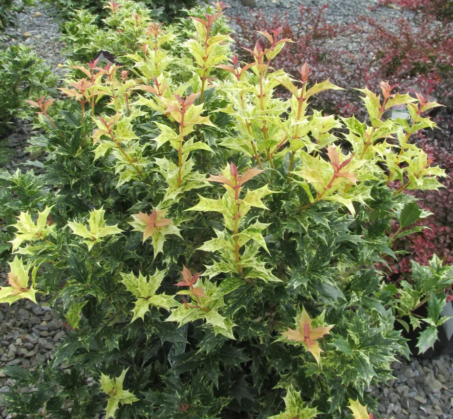 Goshiki False Holly