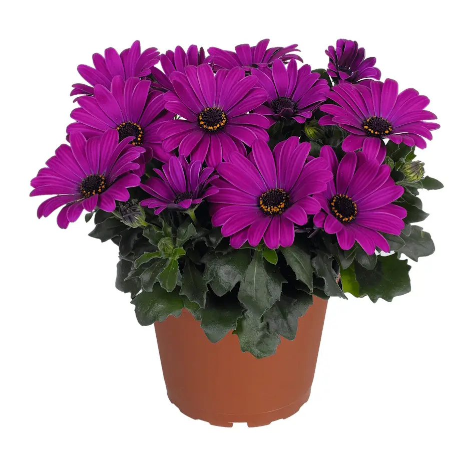 Purple African daisy