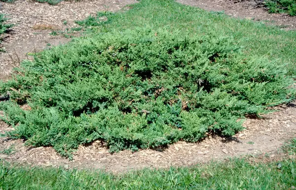 Parson Juniper