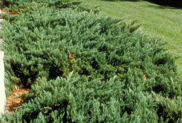 Parson Juniper
