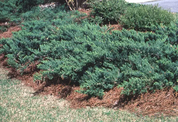 Parson Juniper
