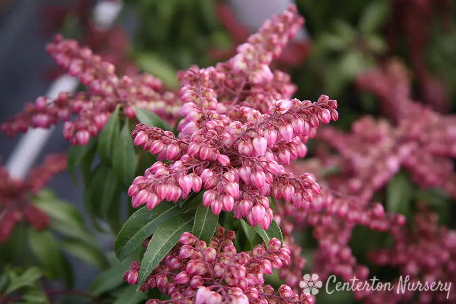 Katsura Pieris Japonica