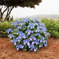 Pop Star Hydrangea Macrohpylla