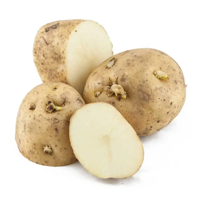 seed Potato Kenebec