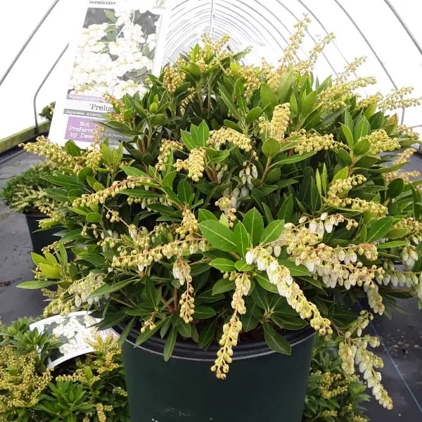 Prelude Pieris Japonica