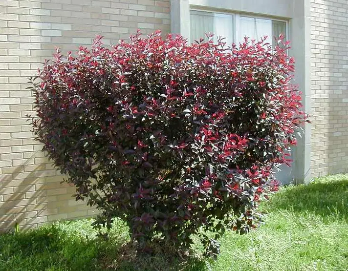 Purple Leaf sandcherry