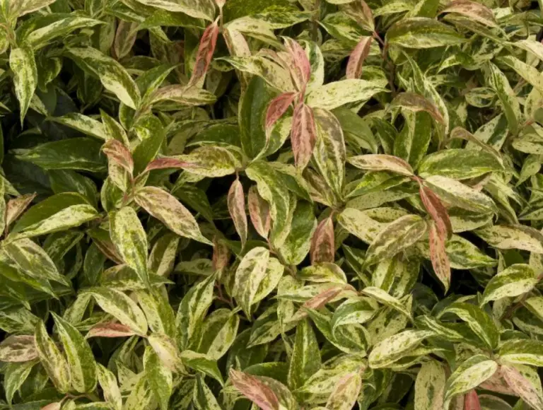 Rainbow Leucothoe