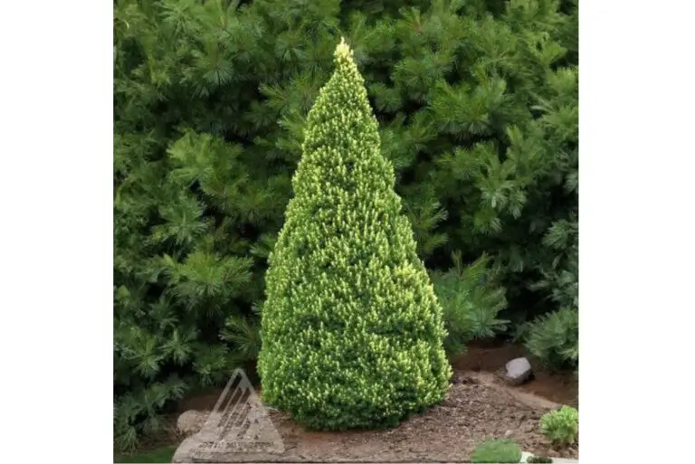 Rainbows End Dwarf Alberta Spruce