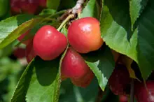 Rainier Cherry fruit tree