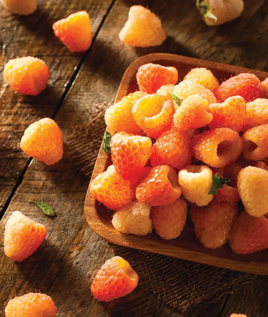 Raspberry Fall Gold Plants