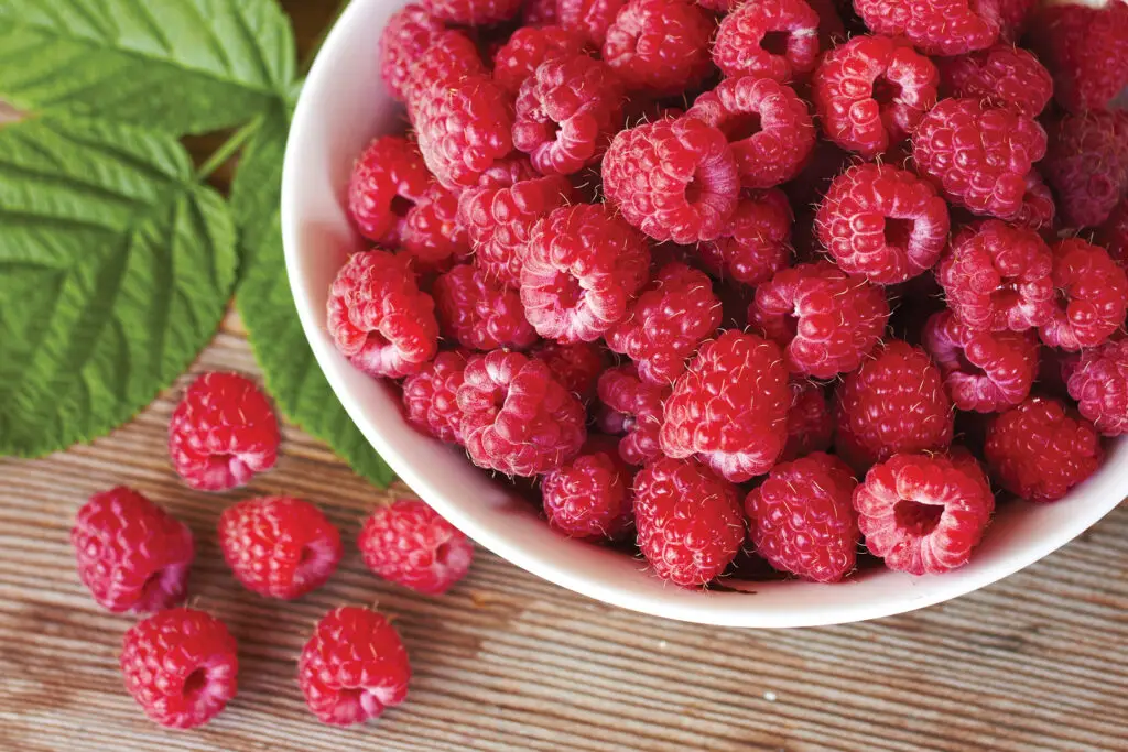 Caroline Red Raspberry Plants