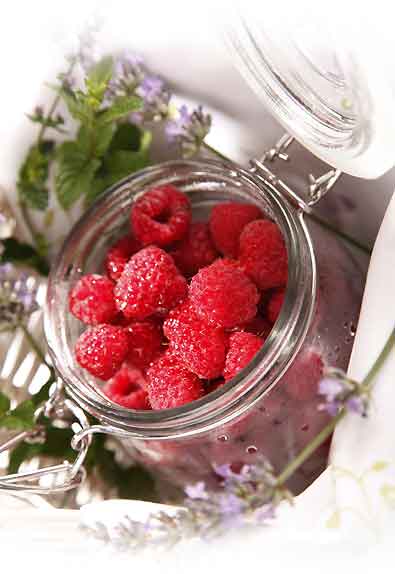 Caroline Red Raspberry Plants