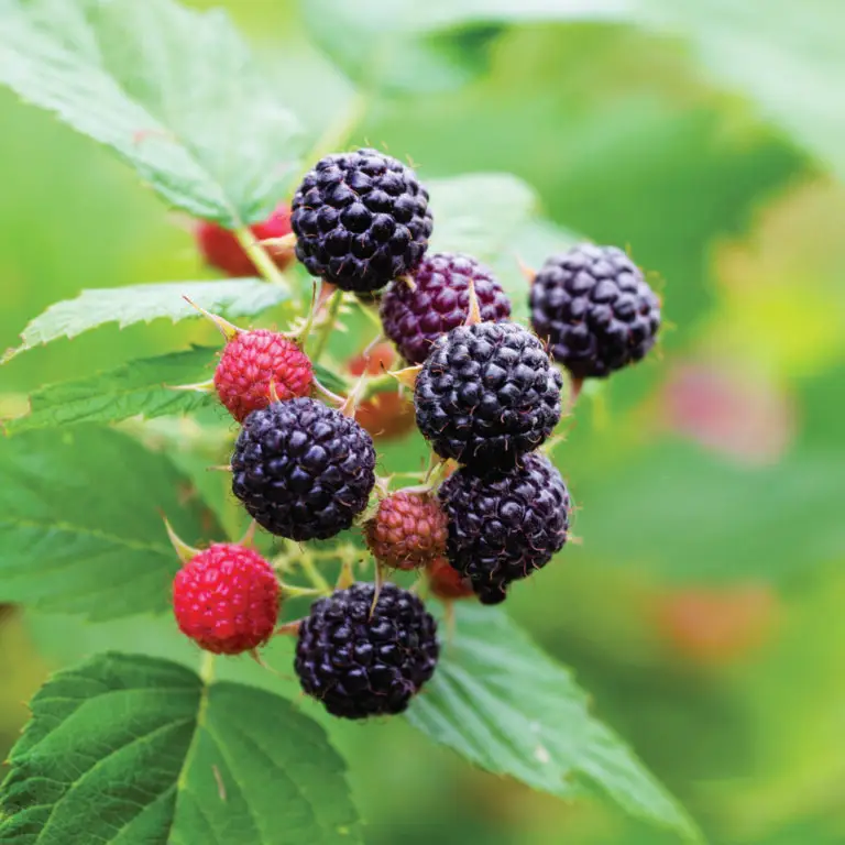 Black Raspberry Jewel