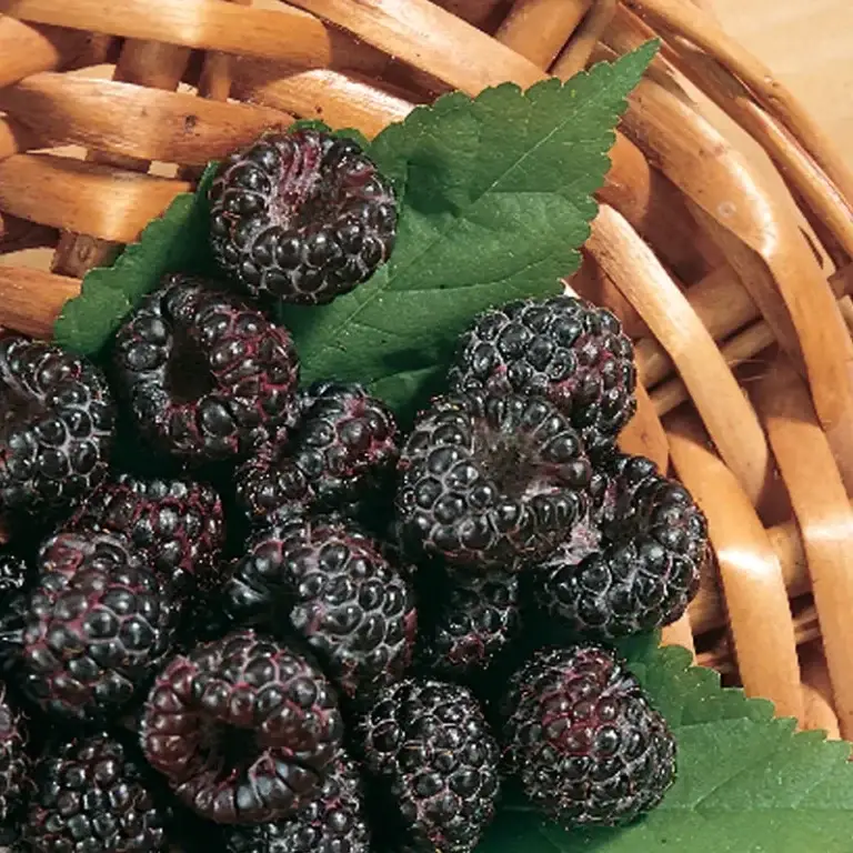 Black Raspberry Jewel