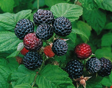 Black Raspberry Jewel Plants