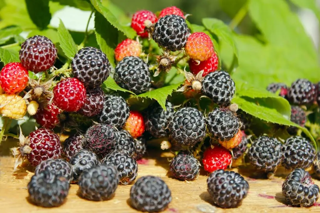 Ohio's Treasure black raspberry