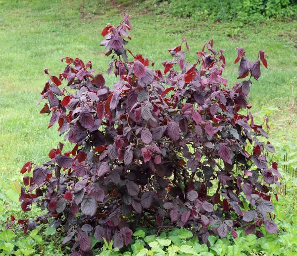harry lauder's Walking stick Corylus avellana 'Red Dragon'