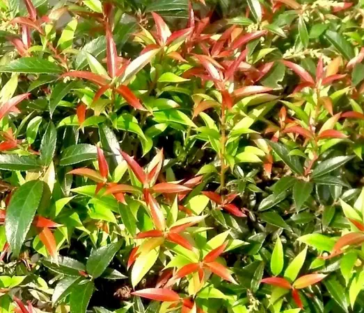 ReJoyce Leucothoe