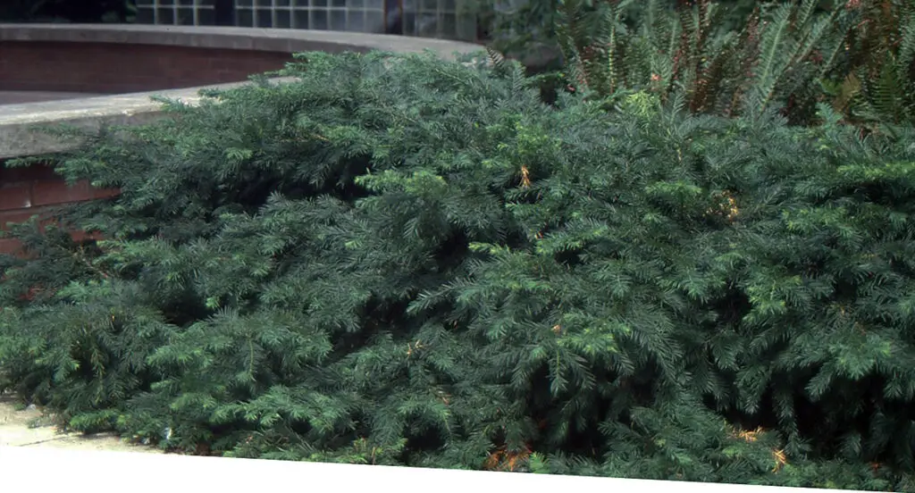 Repandens English Yew
