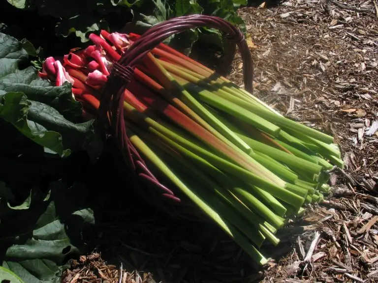 Canada Red Rhubarb