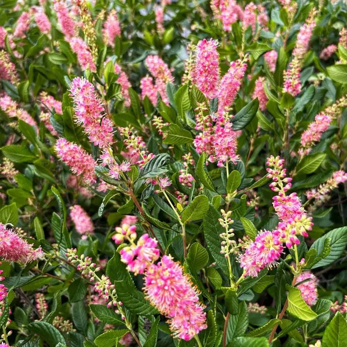 Ruby Spice Clethra