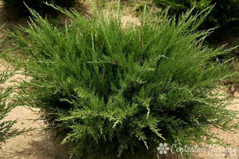 Sea Green Juniper