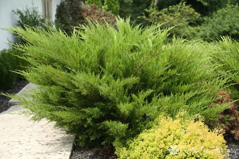 Sea Green Juniper
