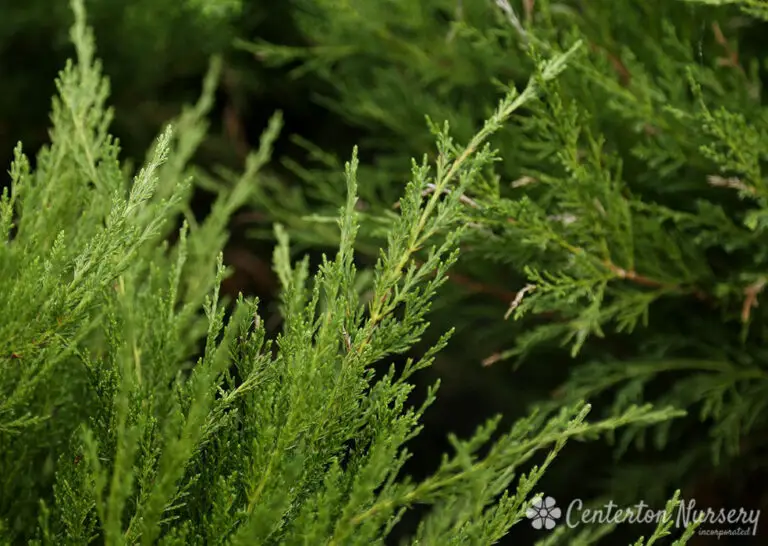 Sea Green Juniper