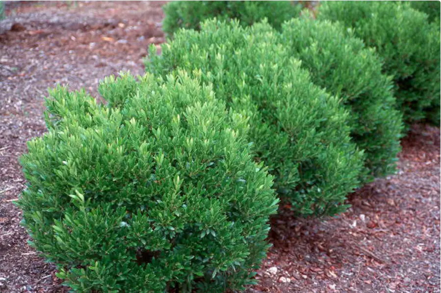 Shamrock Inkberry Holly
