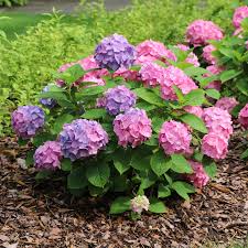 Sky View Hydrangea Macrophylla