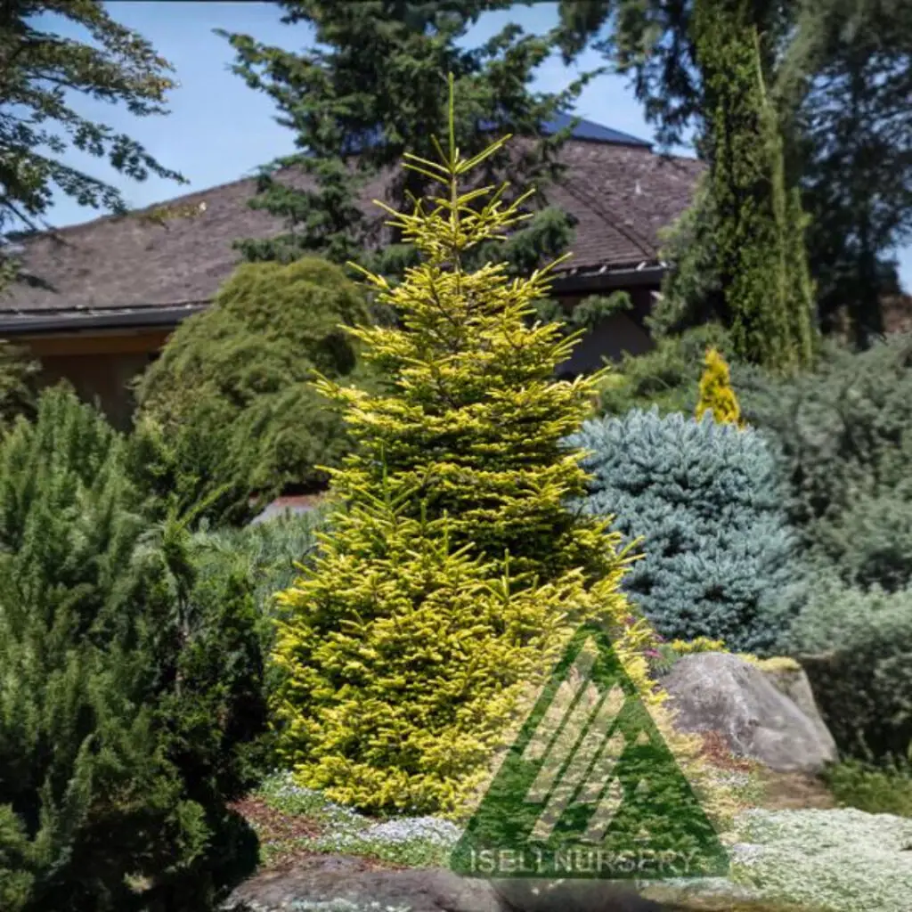 Skylands Oriental Spruce