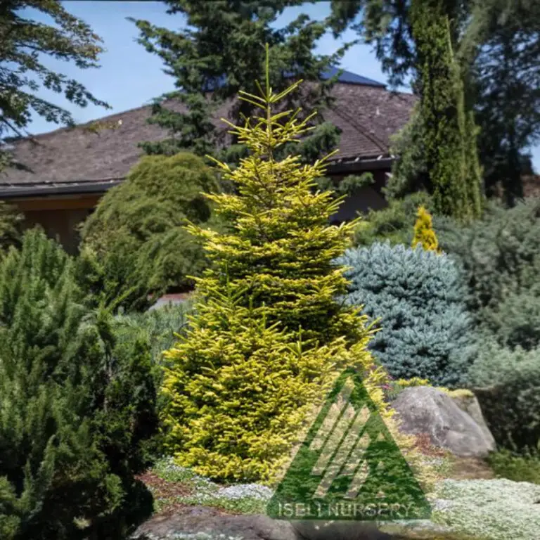 Skylands Oriental Spruce