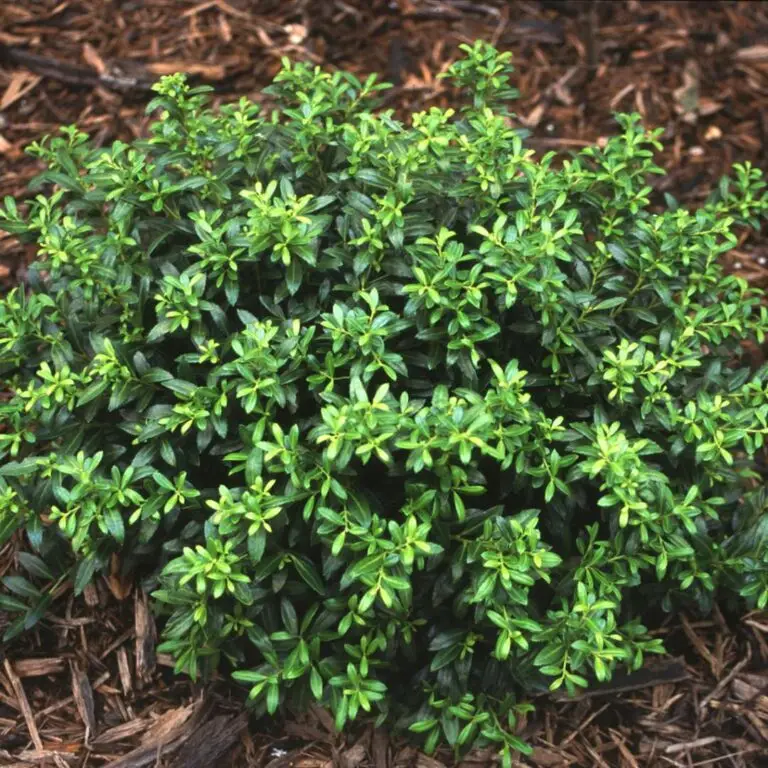 Soft Touch Japanese Holly