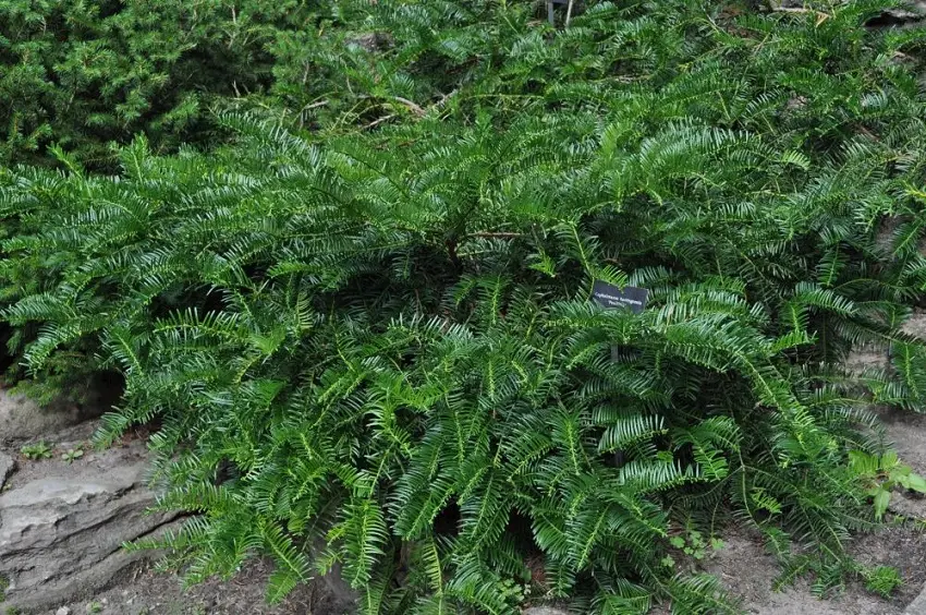 Spreading Japanese Plum Yew