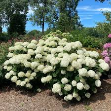 white flowers of Storm Proof Hydrangea arborescens