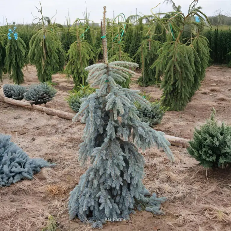 The Blues Weeping Blue Sprucew