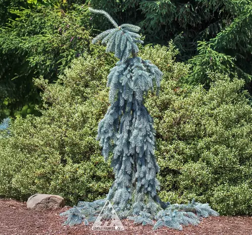 The Blues Weeping Blue Spruce