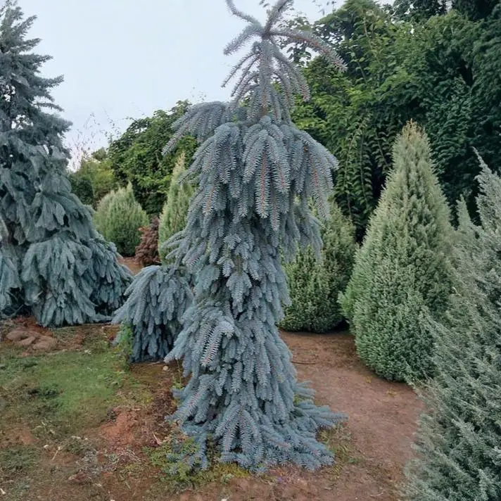 The Blues Weeping Blue Spruce