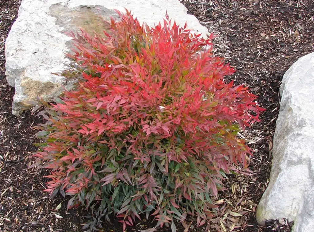 Tuscan Flame Nandina