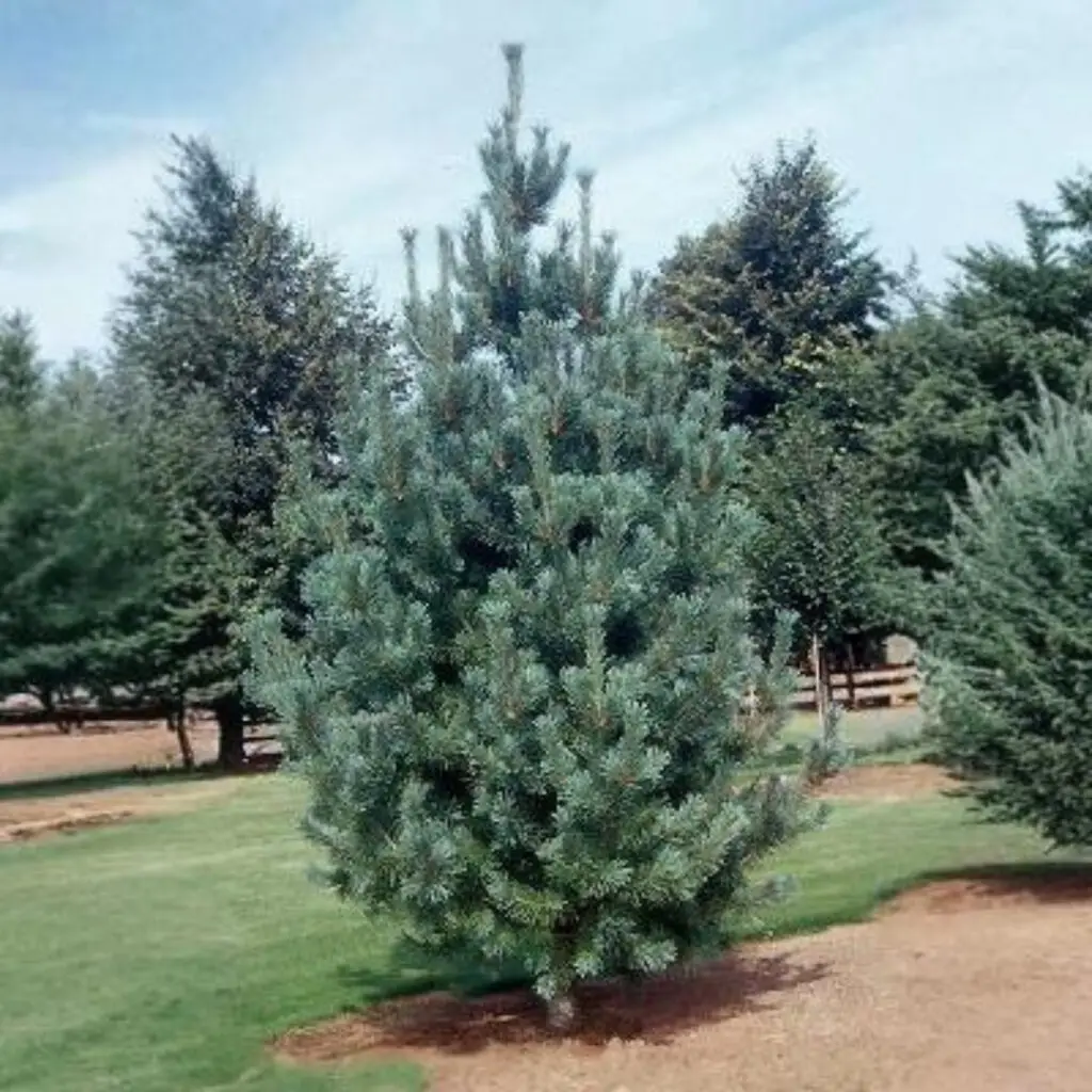 Vanderwolf Pine