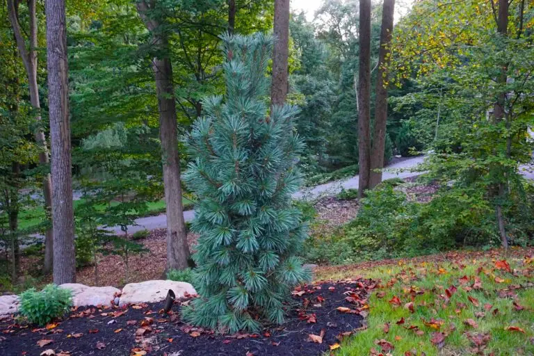 Vanderwolf Pine