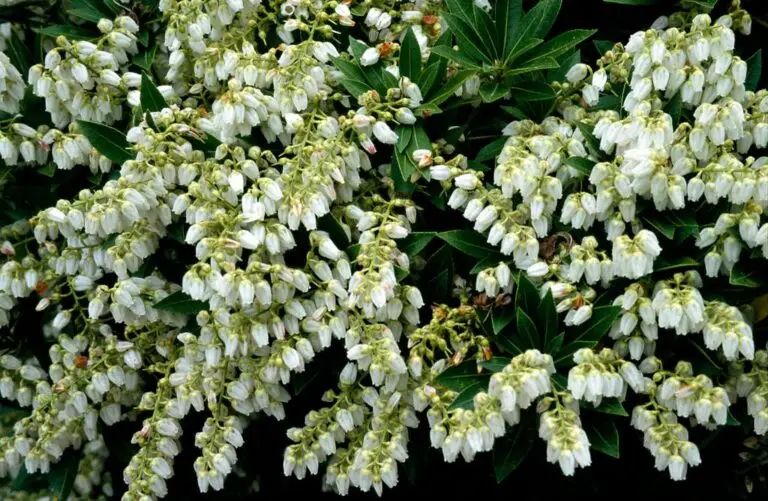 Prelude Pieris Japonica