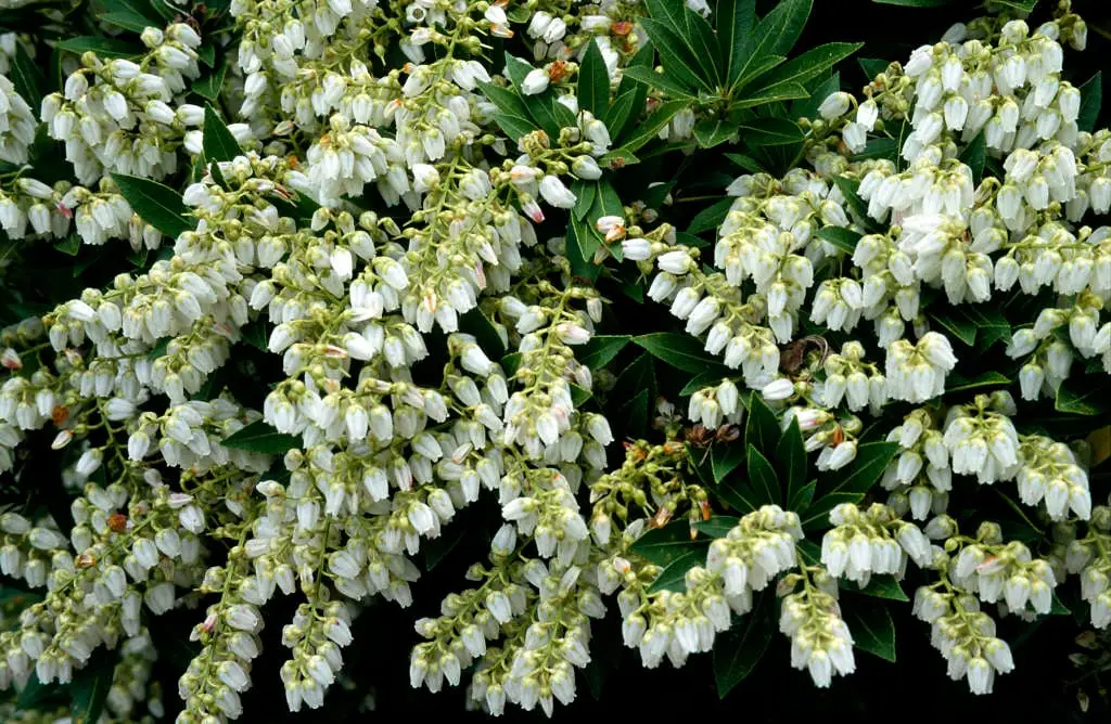 Prelude Pieris Japonica