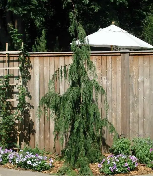 Weeping Alaskan Cedar
